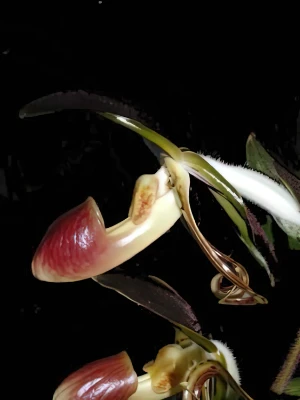 Bild von Paphiopedilum gigantifolium 1